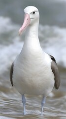 Obraz premium Wandering Albatross Bird in Nature, Photo Realistic, Wallpaper, Cover and Screen for Smartphone, PC, Laptop, 9:16 and 16:9 Format