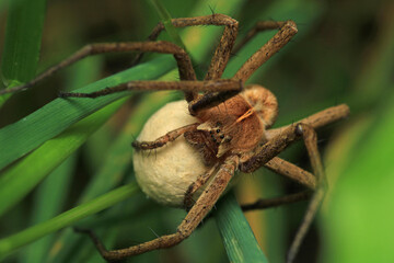 natural neriene peltata spider photo