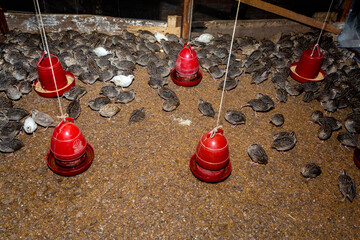 A quail bird farm with food and water bowls. Rearing quail birds at home.