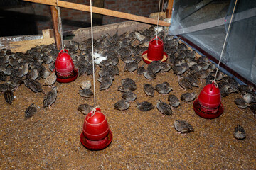 A quail bird farm with food and water bowls. Rearing quail birds at home.