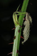 greater quaking grass plant macro photo