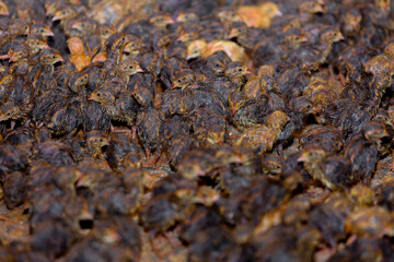 Close-up view of baby quails. Indoor natural living environment at night.