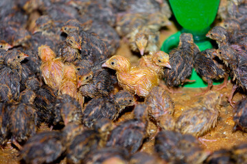 Close-up view of baby quails. Indoor natural living environment at night.