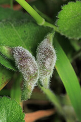 greater quaking grass plant macro photo