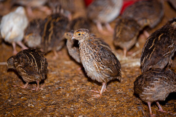 Close-up view of mature quail. Indoor natural living environment at night.