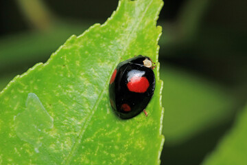 beautiful red ladybug leaf photo