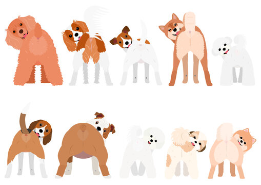 deferent breeds of small dogs looking back smiling