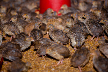 Close-up view of mature quail. Indoor natural living environment at night.