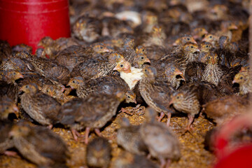 Close-up view of mature quail. Indoor natural living environment at night.