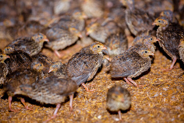Close-up view of mature quail. Indoor natural living environment at night.