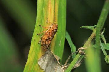natural Passionvine hopper insect macro photo