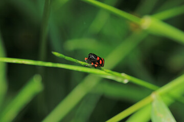 cercopis vulnerata insect macro photo