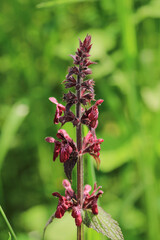 natural pink orchis militaris flower photo