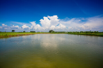 A partial view of a Catla fish (labeo catla or major South Asian carp) farm under a blue autumn sky.