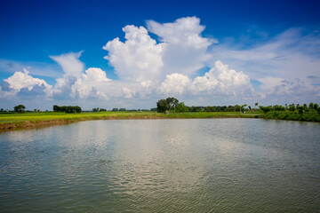 A partial view of a Catla fish (labeo catla or major South Asian carp) farm under a blue autumn sky.