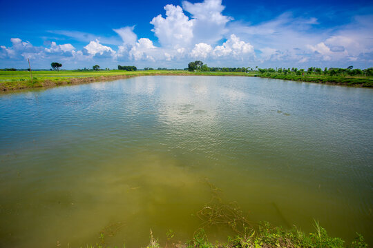A partial view of a Catla fish (labeo catla or major South Asian carp) farm under a blue autumn sky.
