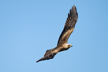 Obraz premium A graceful black kite is flying in the wild. Birds of prey Black kite
