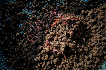 Close up views of processing organic vermicompost fertilizer.