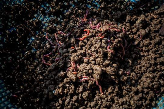 Close up views of processing organic vermicompost fertilizer.