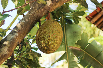 Jackfruit bears fruit on a jackfruit tree with dense leaves.