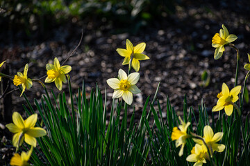 Golden Daffodil Delight