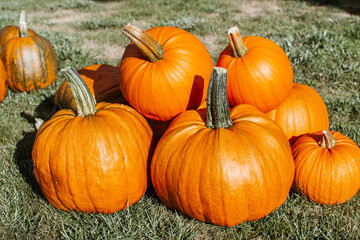 Group of orange pumpkins lying on the grass on sunny autumn day