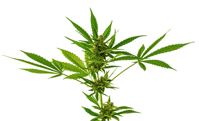 Fototapeta premium Growing marijuana in the pot, cannabis plants isolated on white background with clipping path.