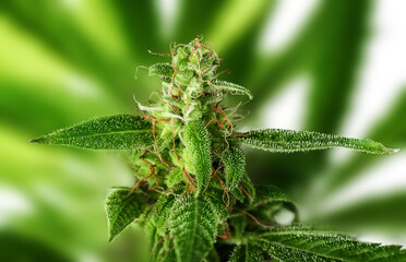 Cannabis plants on green background