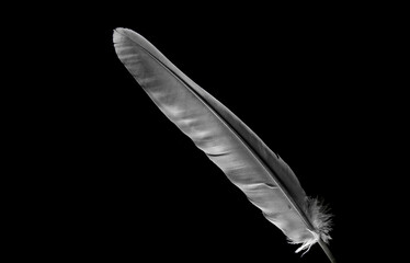 bird feather, feather, background, feather background