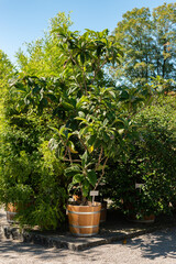 Loquat or Eriobotrya Japonica plant in Saint Gallen in Switzerland