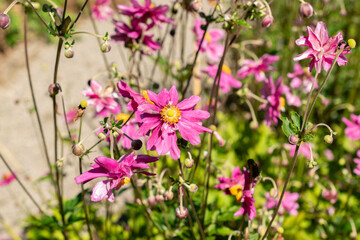 Obraz premium Anemone X Hybrida Rubra plant in Saint Gallen in Switzerland