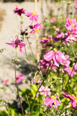 Fototapeta premium Anemone X Hybrida Rubra plant in Saint Gallen in Switzerland