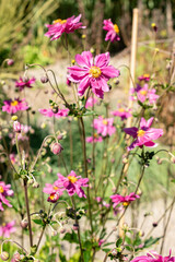 Obraz premium Anemone X Hybrida Rubra plant in Saint Gallen in Switzerland