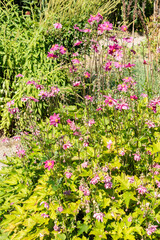 Anemone X Hybrida Rubra plant in Saint Gallen in Switzerland