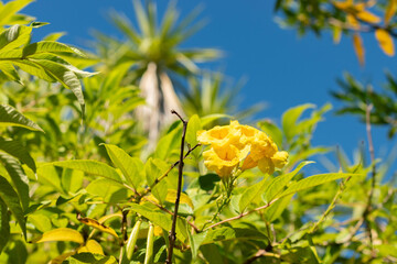 Yellow trumpet bush or Tecoma Stans plant in Saint Gallen in Switzerland