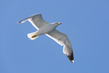 gaviota volando en el mar
