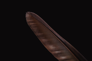 bird feather, feather, background, feather background
