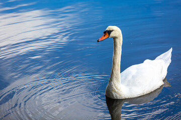 Lone swan in a river, Image shows a wild swan part of the Anatidae family swimming in the Hamble river on a Autumn's day