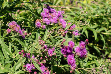 Giant ironweed or Vernonia Gigantea plant in Saint Gallen in Switzerland