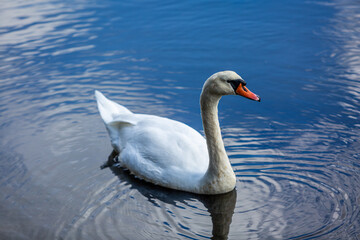 Lone swan in a river, Image shows a wild swan part of the Anatidae family swimming in the Hamble river on a Autumn's day