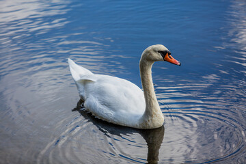 Lone swan in a river, Image shows a wild swan part of the Anatidae family swimming in the Hamble river on a Autumn's day