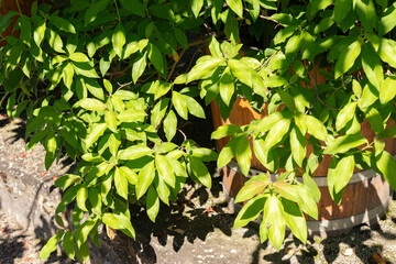 Benthams cornel or Cornus Capitata plant in Saint Gallen in Switzerland