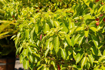 Obraz premium Camphor tree or Cinnamomum Camphora plant in Saint Gallen in Switzerland