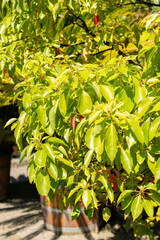 Camphor tree or Cinnamomum Camphora plant in Saint Gallen in Switzerland