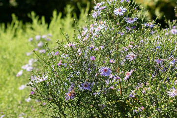 Heartleaf aster or Aster Cordifolius Ideal plant in Saint Gallen in Switzerland