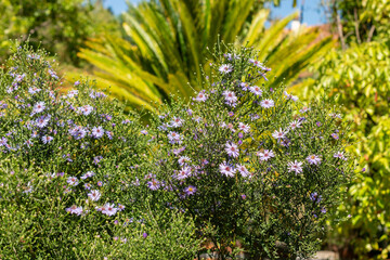 Heartleaf aster or Aster Cordifolius Ideal plant in Saint Gallen in Switzerland