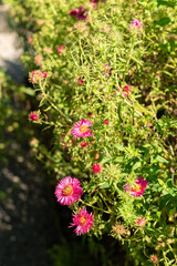 Obraz premium New england aster or Aster Novae Angliae Alma Poetschke plant in Saint Gallen in Switzerland
