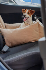 A happy dog relaxing in a car seat with cushions on a sunny day