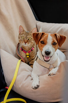 A joyful dog and a curious cat relaxing together in a cozy car seat during a road trip
