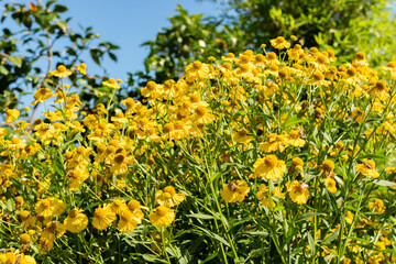 Obraz premium Helenium hybrid plant in Saint Gallen in Switzerland